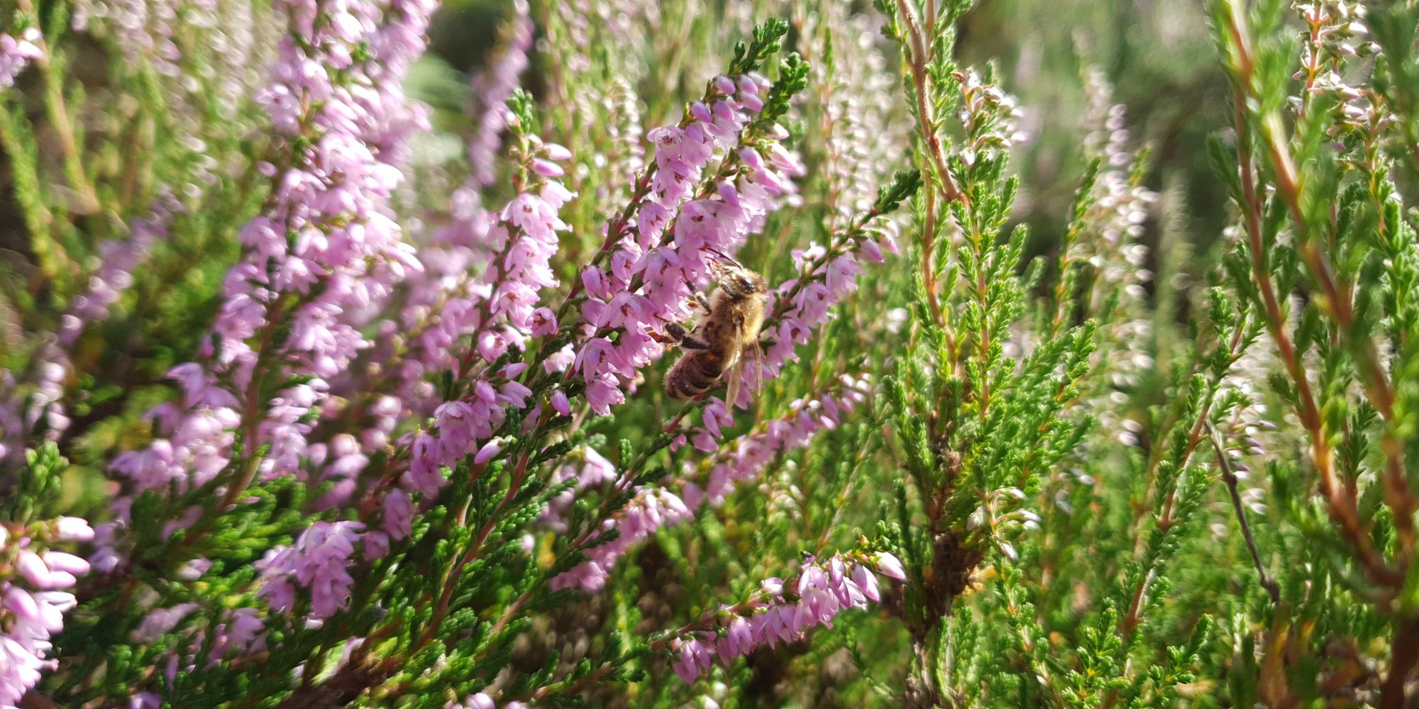 Picture of heather in bloom