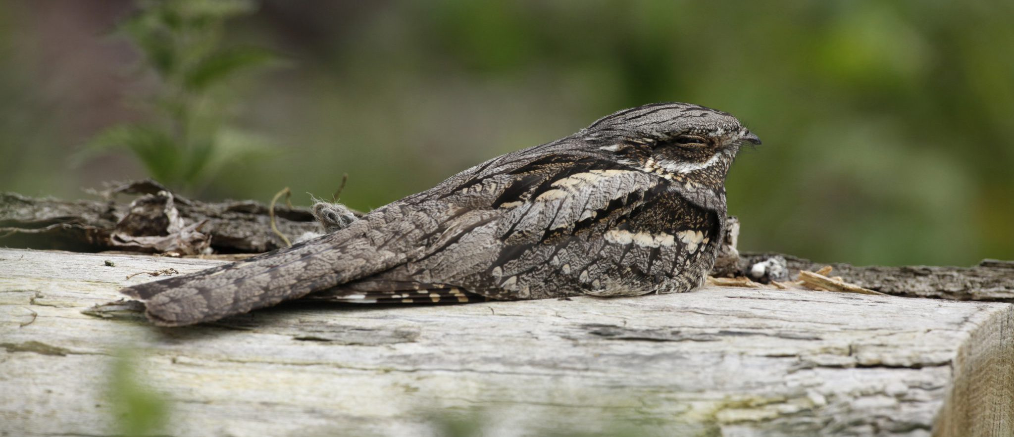 1042008 Aspect Ratio 1160x500 1