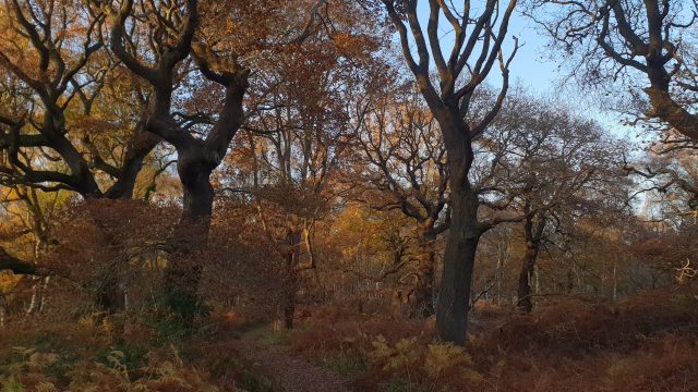 Ancient Oak tees in Autumn