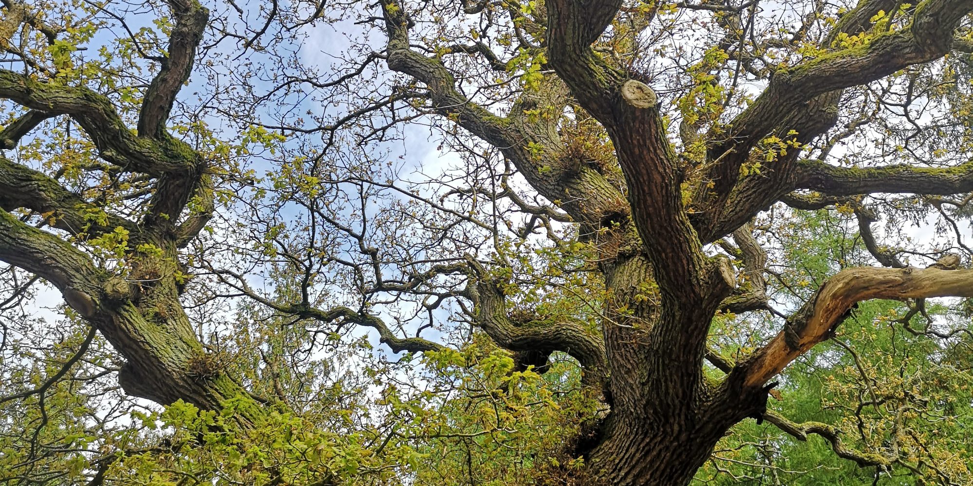 Ancient Oak Tree