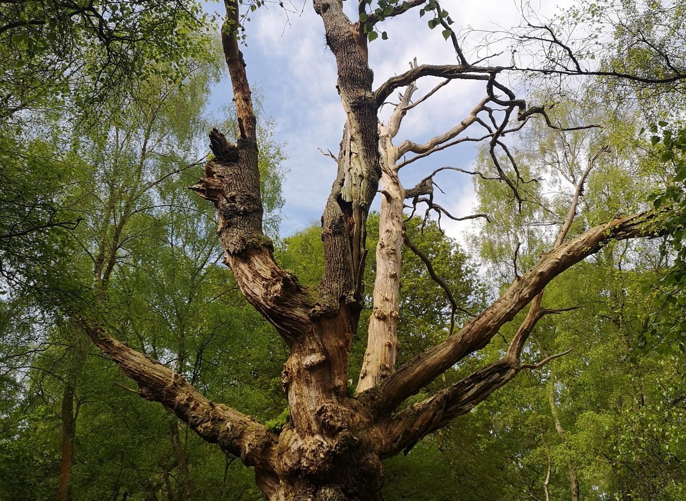 Ancient hulk of an oak tree