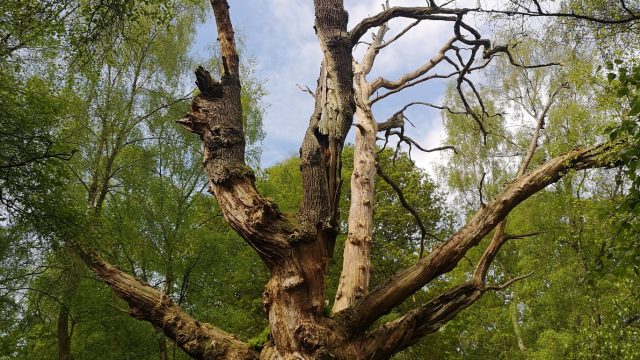 Ancient hulk of an oak tree
