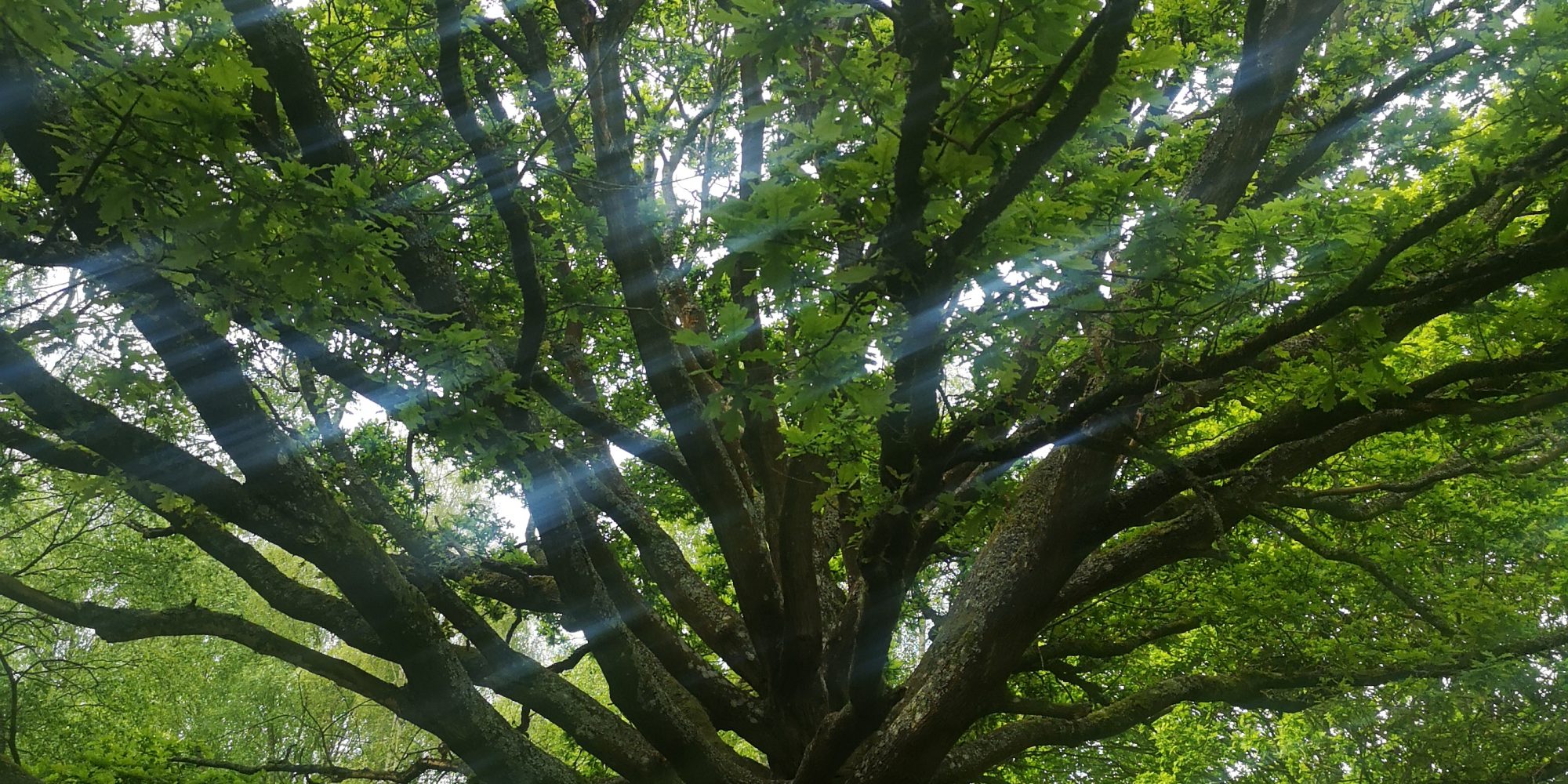 Ancient oak tree in spring