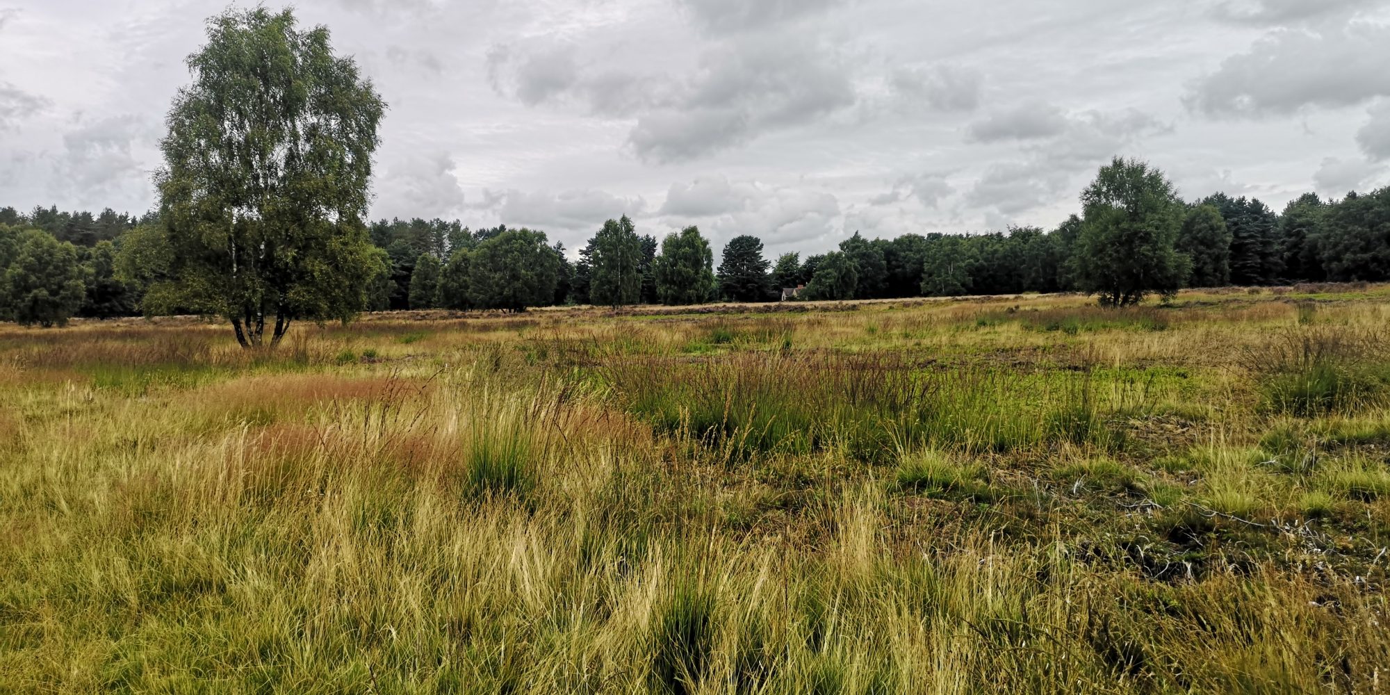 Brindley Heath August