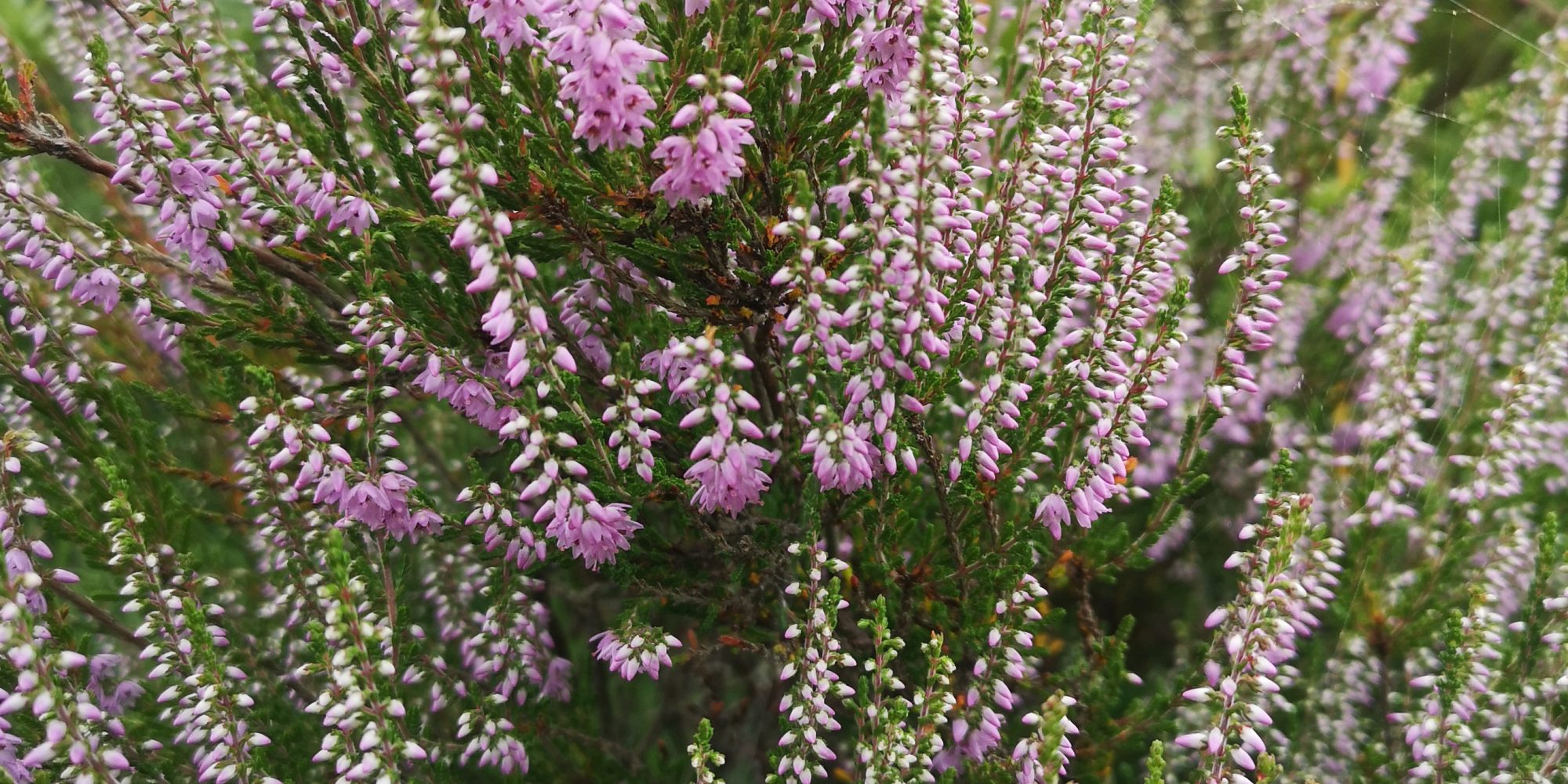 Common Heather