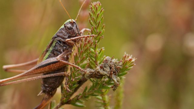 Bog Bush Cricket Credit Frank Vassen Scaled Aspect Ratio 1160 500