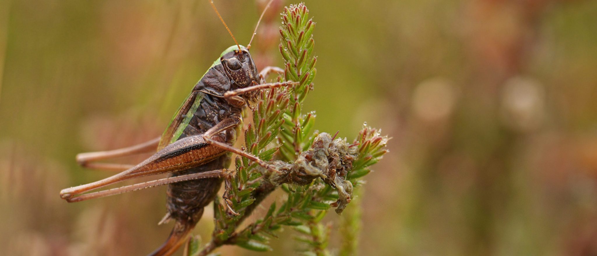 Bog Bush Cricket Credit Frank Vassen Scaled Aspect Ratio 1160 500