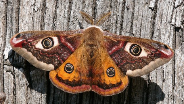 Emperor Moth Credit Patrick Clement