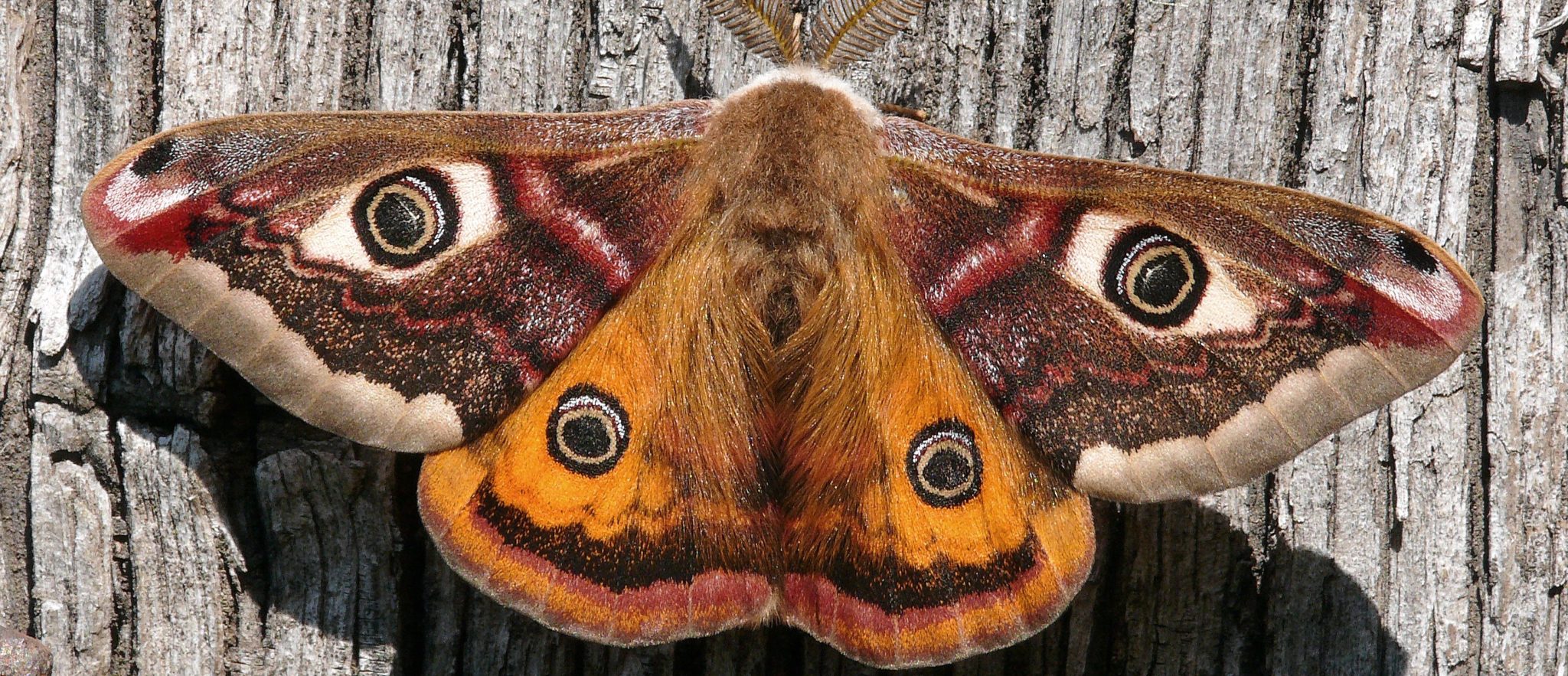 Emperor Moth Credit Patrick Clement  Scaled Aspect Ratio 1160 500