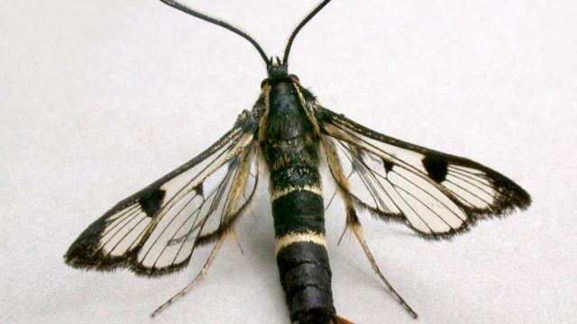 Welsh Clearwing Janet Graham 2.00 Attribution Original Size