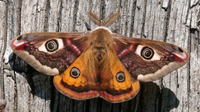 Emperor Moth Credit Patrick Clement  Scaled Aspect Ratio 725 450