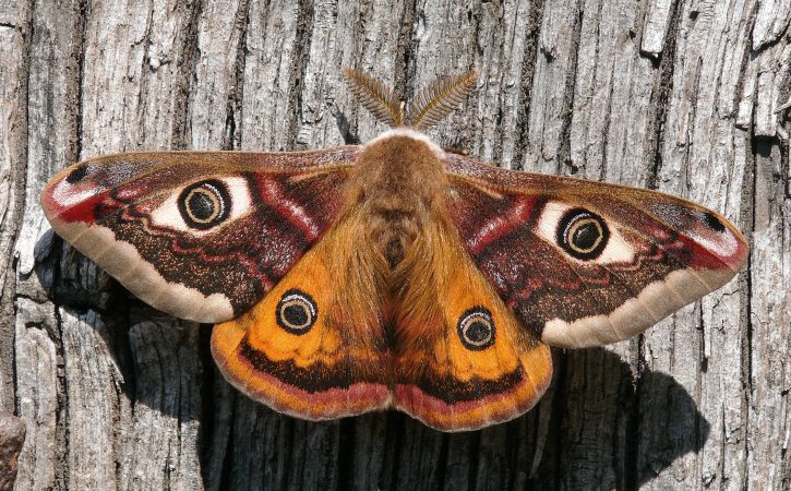 Emperor Moth Credit Patrick Clement  Scaled Aspect Ratio 725 450