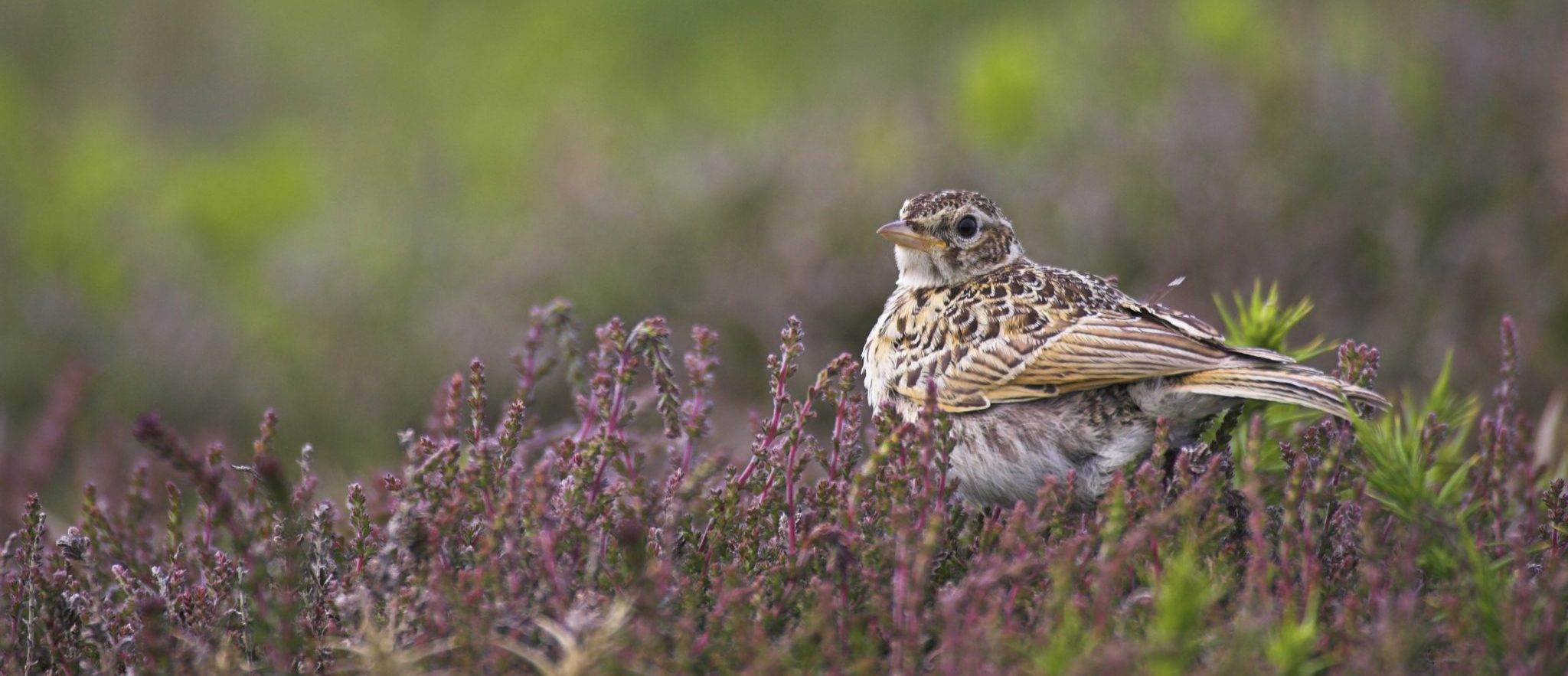 1022494 1 E1562011619950 Aspect Ratio 1160 500