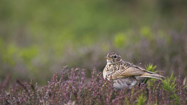 1022494 1 E1562011619950 Aspect Ratio 725 450