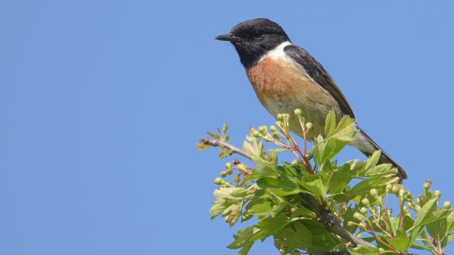 Saxicola Torquatus On A Green Twig