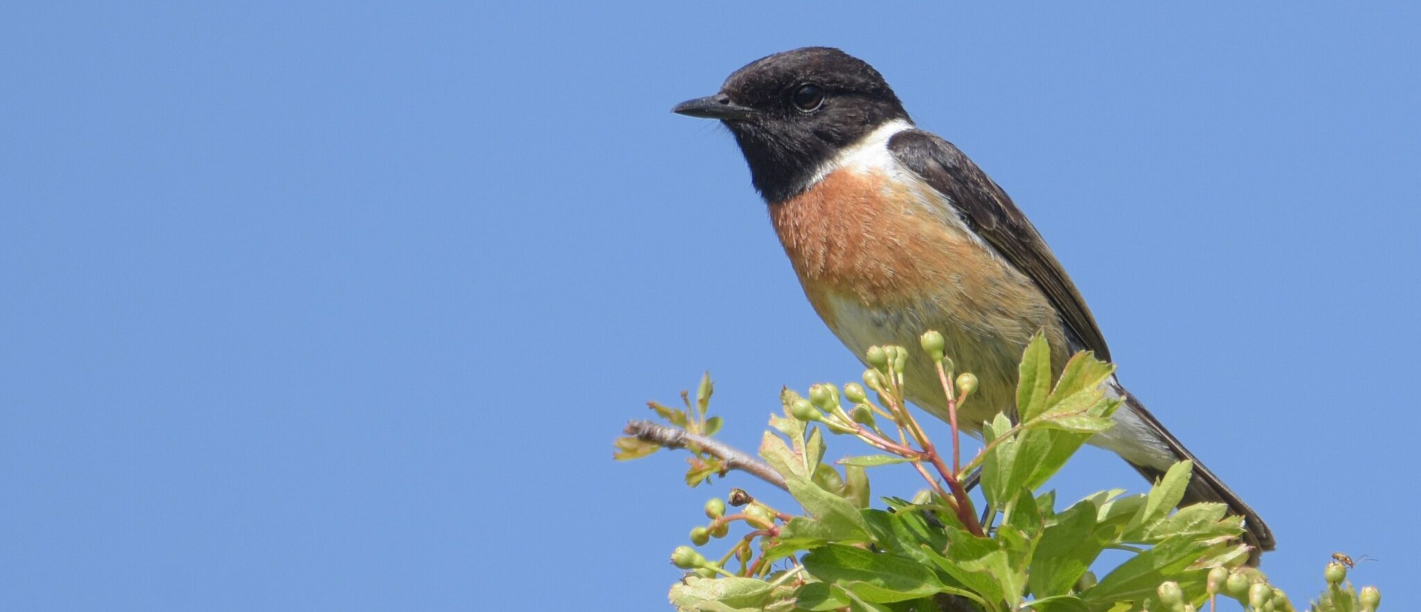 2048px Saxicola Torquatus On A Green Twig Aspect Ratio 1160 500