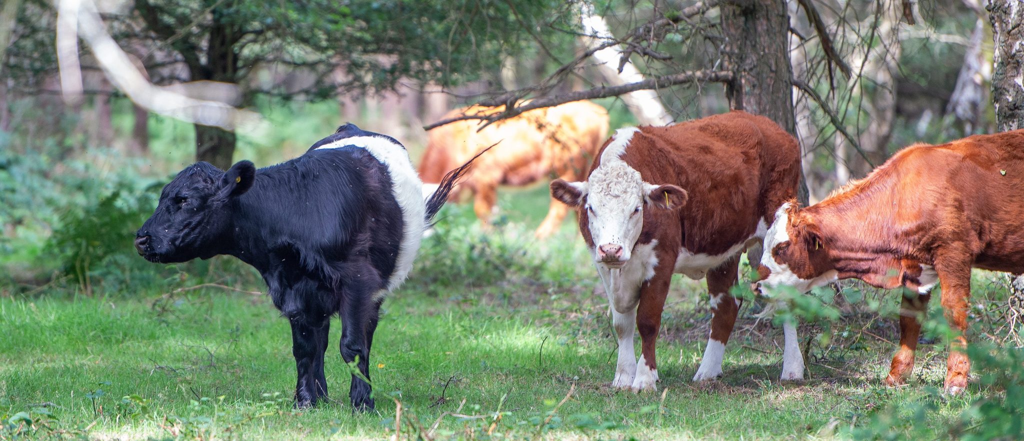 DSC 3198 1 Scaled Aspect Ratio 1160 500