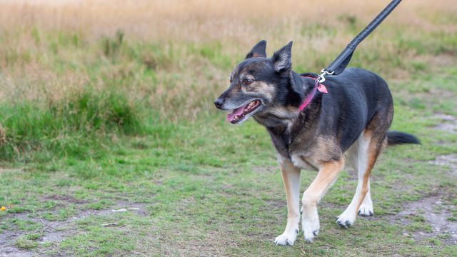 Black & Brown dog on a lead