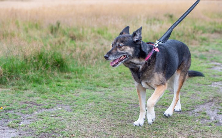 DSC 3273 Scaled Aspect Ratio 725 450