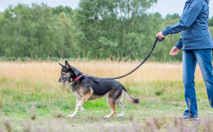 South Cannock Farm Secure Dog Walking