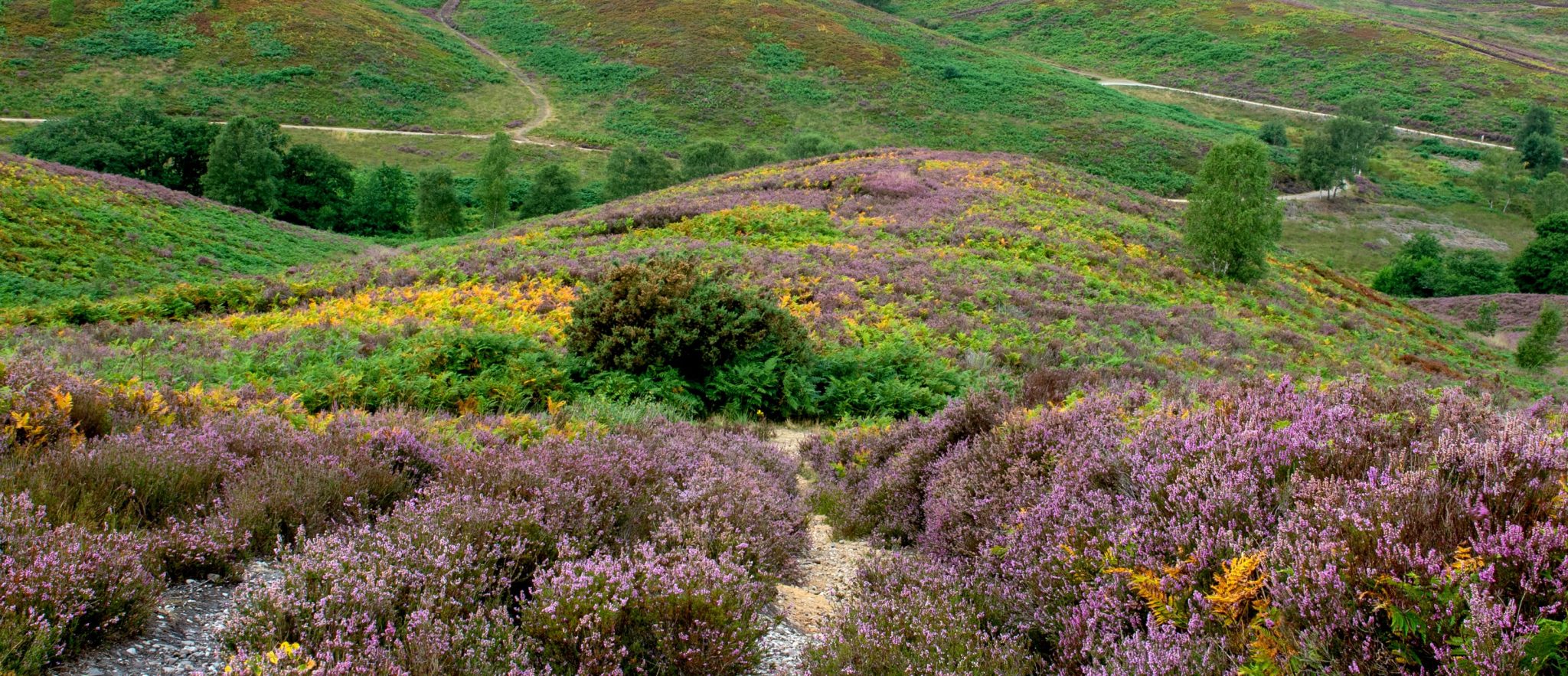 Landscapefinal Scaled Aspect Ratio 1160 500