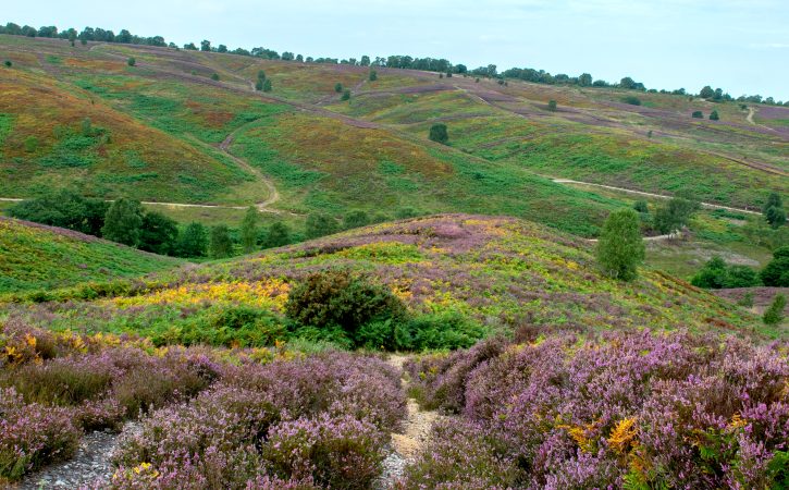 Landscapefinal Scaled Aspect Ratio 725 450