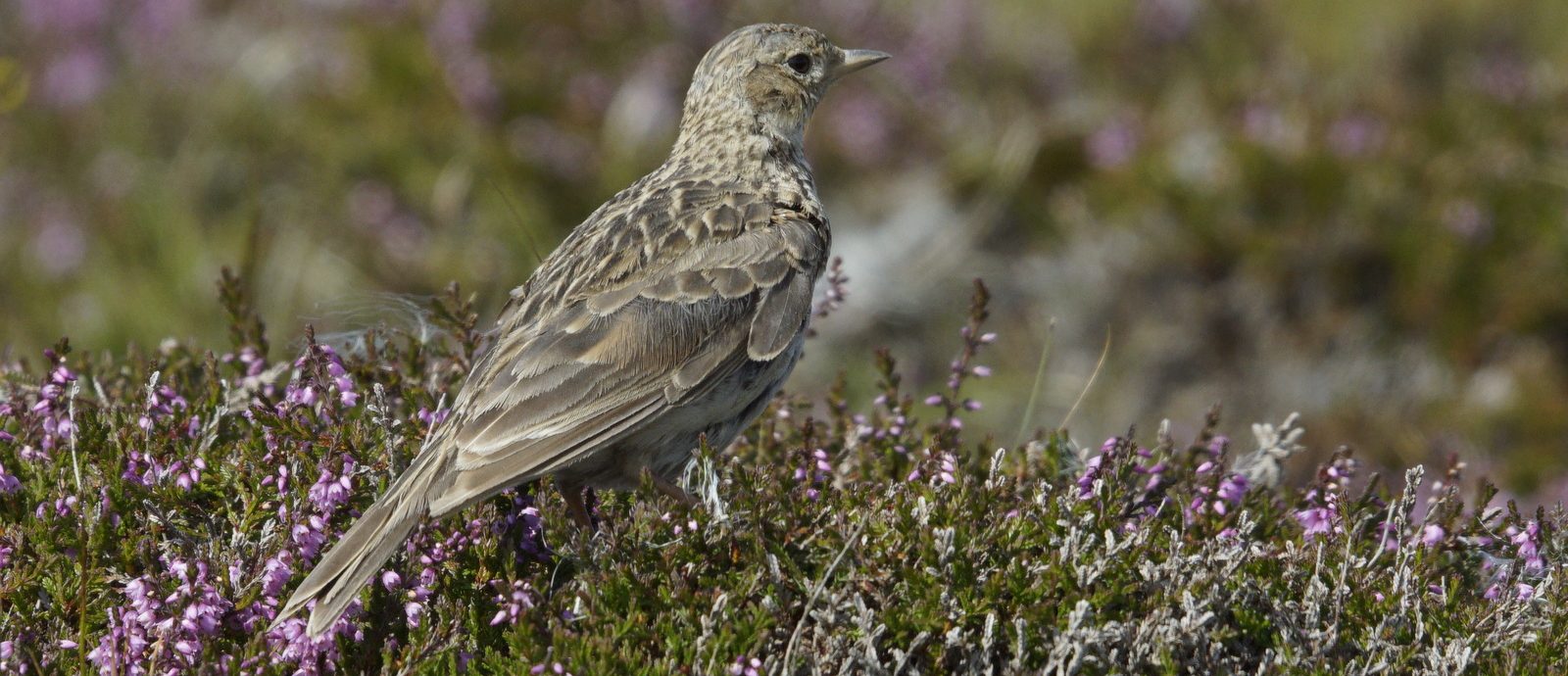 Skylark Alauda Arvensis Hermaness   Geograph.org .uk   7561953 Aspect Ratio 1160 500