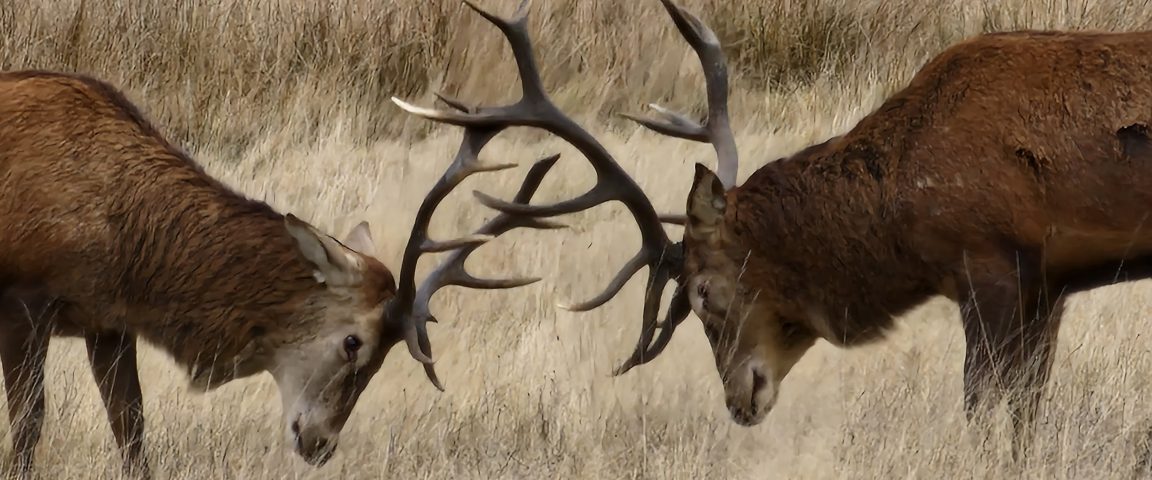 20230128 123735 Scaled Aspect Ratio 1152 480