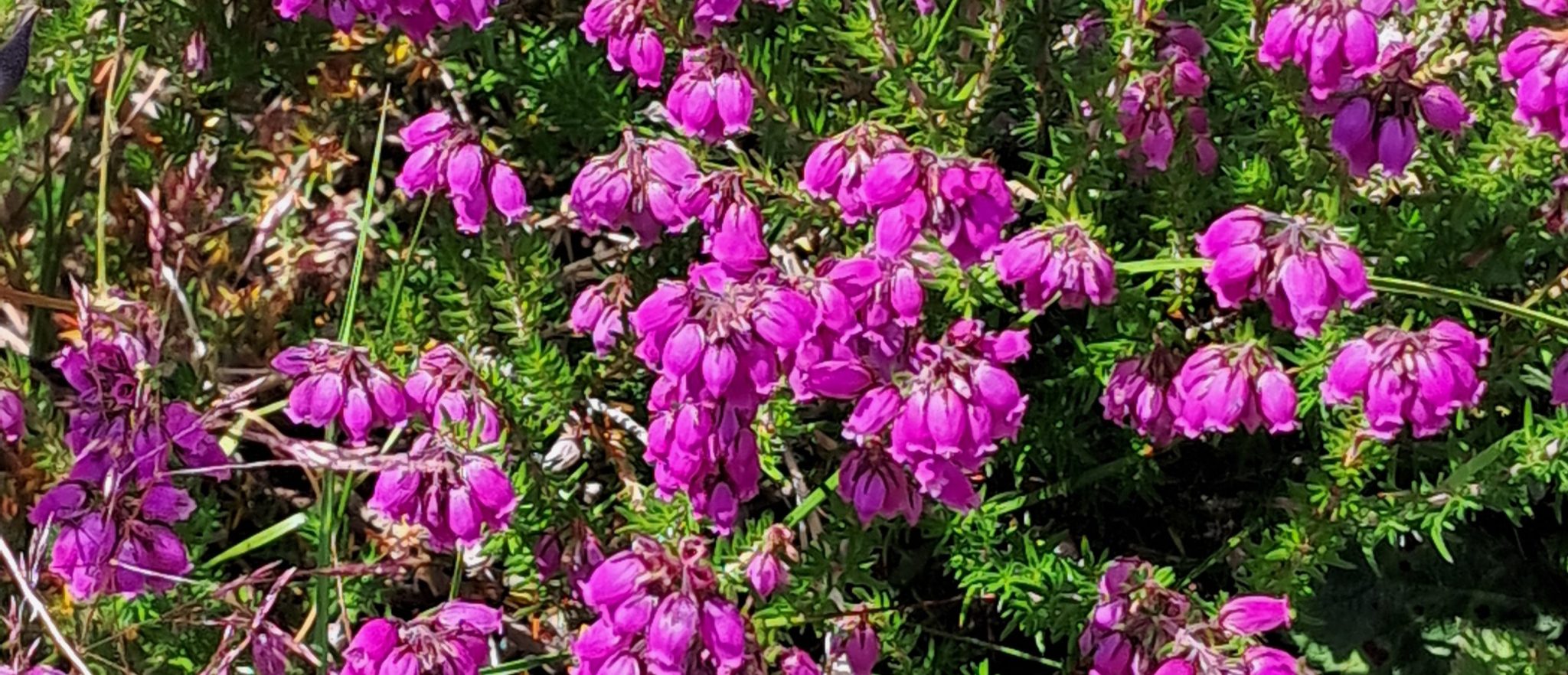 20250704 123135 Scaled Aspect Ratio 1160 500