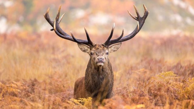 AdobeStock 94557678 Min Aspect Ratio 725 450