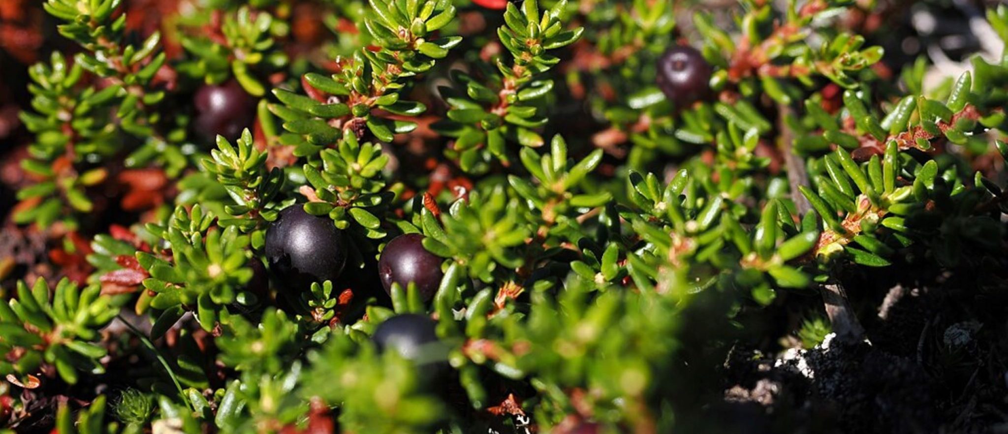 Alpine Crowberry Imported From INaturalist Photo 307825206 On 31 December 2023 Scaled Aspect Ratio 1160 500