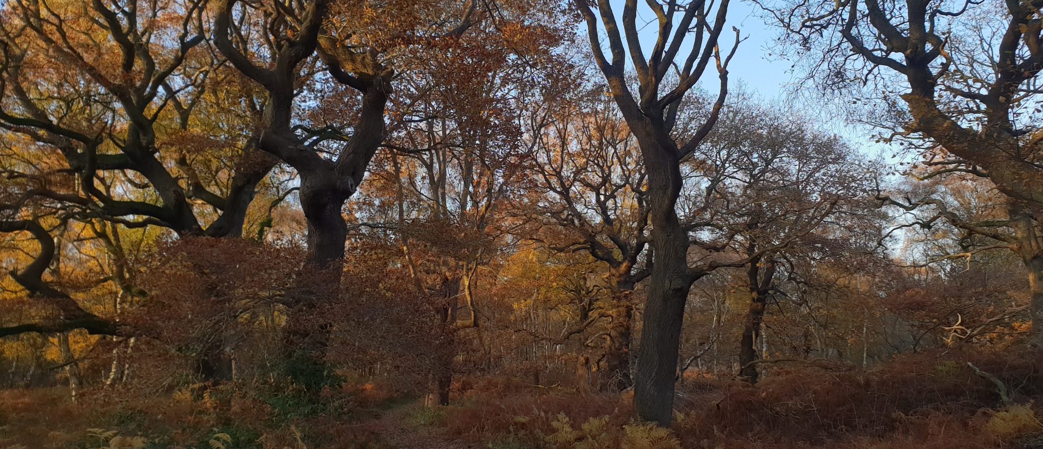 Banner And Booklet Ancient Woodland Scaled Aspect Ratio 1160 500