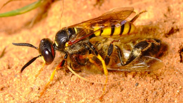 Bee Wolf Credit Lukas Large