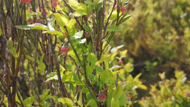 Bilberry