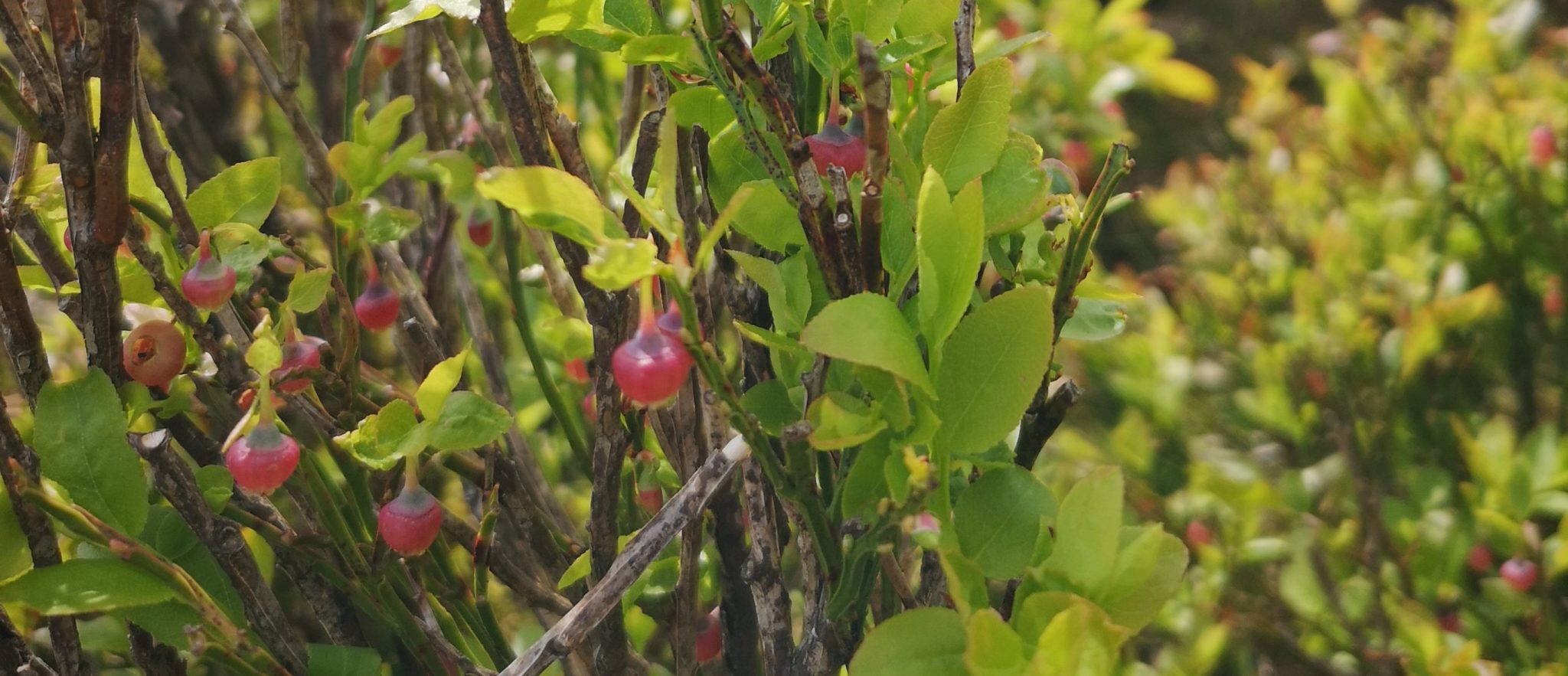 Bilberry Scaled Aspect Ratio 1160 500