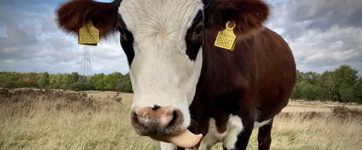 Brown Eyes Scaled Aspect Ratio 1152 480
