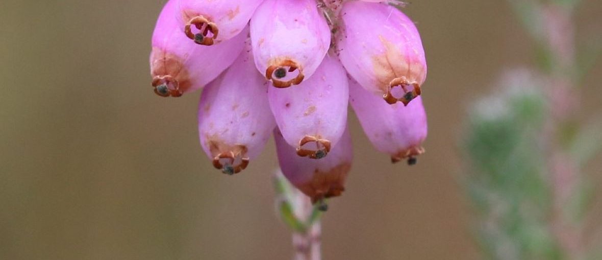 Cross Leaved Heath Credit S.Rae 3 Aspect Ratio 1160 500