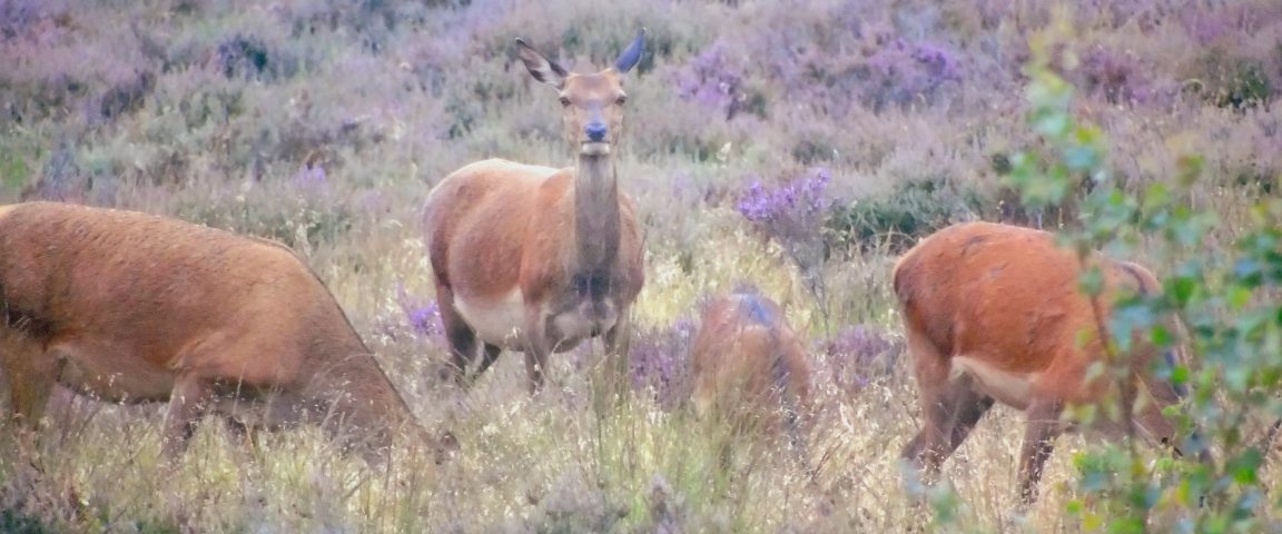 DSC05551 Scaled Aspect Ratio 1152 480