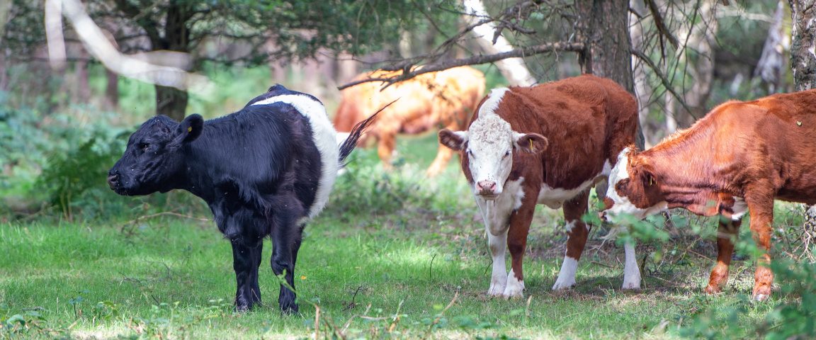 DSC 3198 1 Scaled Aspect Ratio 1152 480