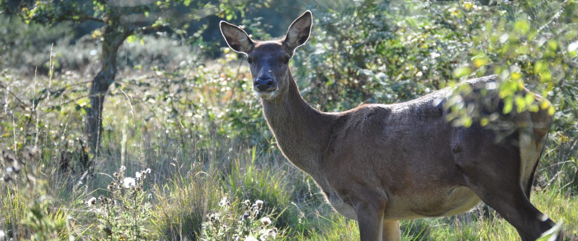 Deer In Trees Scaled Aspect Ratio 1152 480