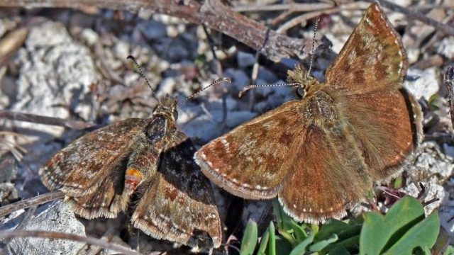 Dingy Skipper Erynnis Tages Courting Scaled Aspect Ratio 725 450