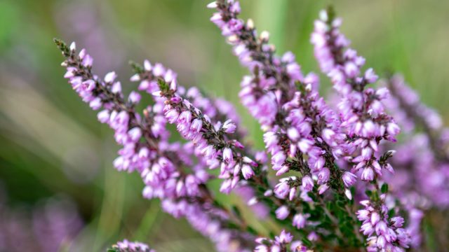 Heather And Close Ups (5 Of 23) CS Adapt