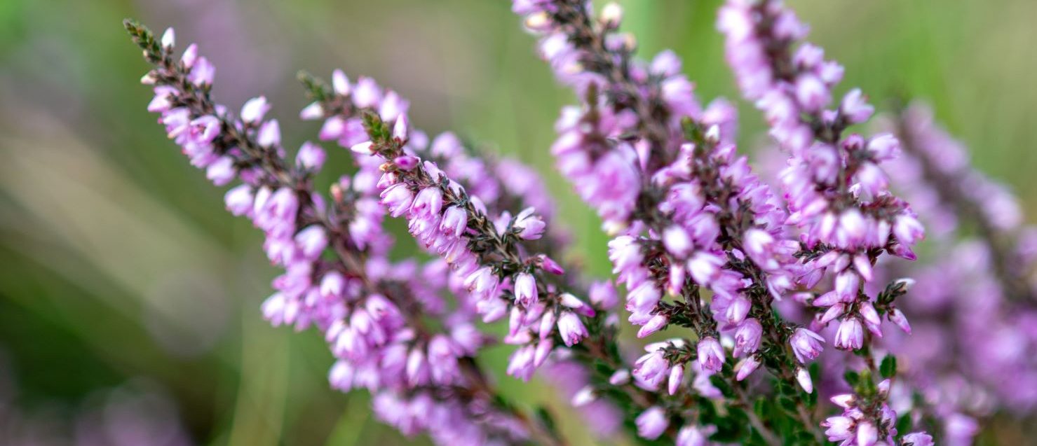 Heather And Close Ups 5 Of 23 CS Adapt Aspect Ratio 1160 500