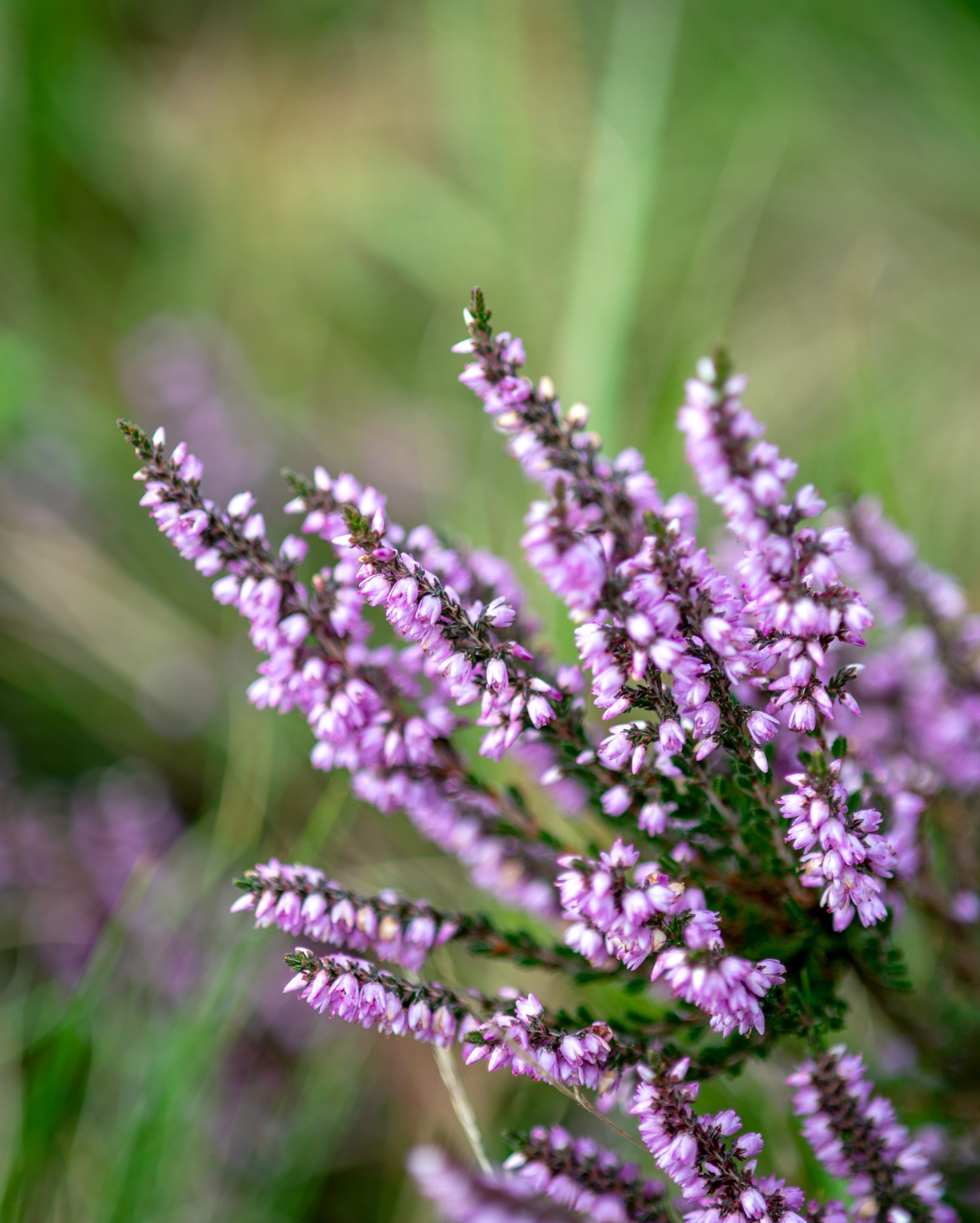 Heather And Close Ups (5 Of 23)