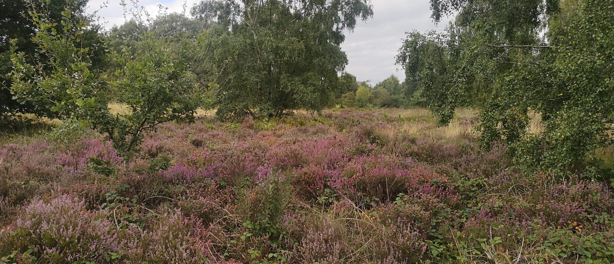 IMG 20240904 120417 Scaled Aspect Ratio 1160 500