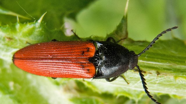 Red Horned Cardinal Click Beetle Credit Katunchik
