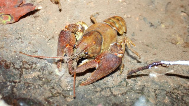 White Clawed Crayfish Austropotamobius Pallipes Dohlenkrebs Credit Chucholl, Ch