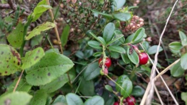 Cannock Chase Berry Website