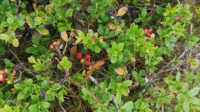 Cowberry Scaled Aspect Ratio 1160 500