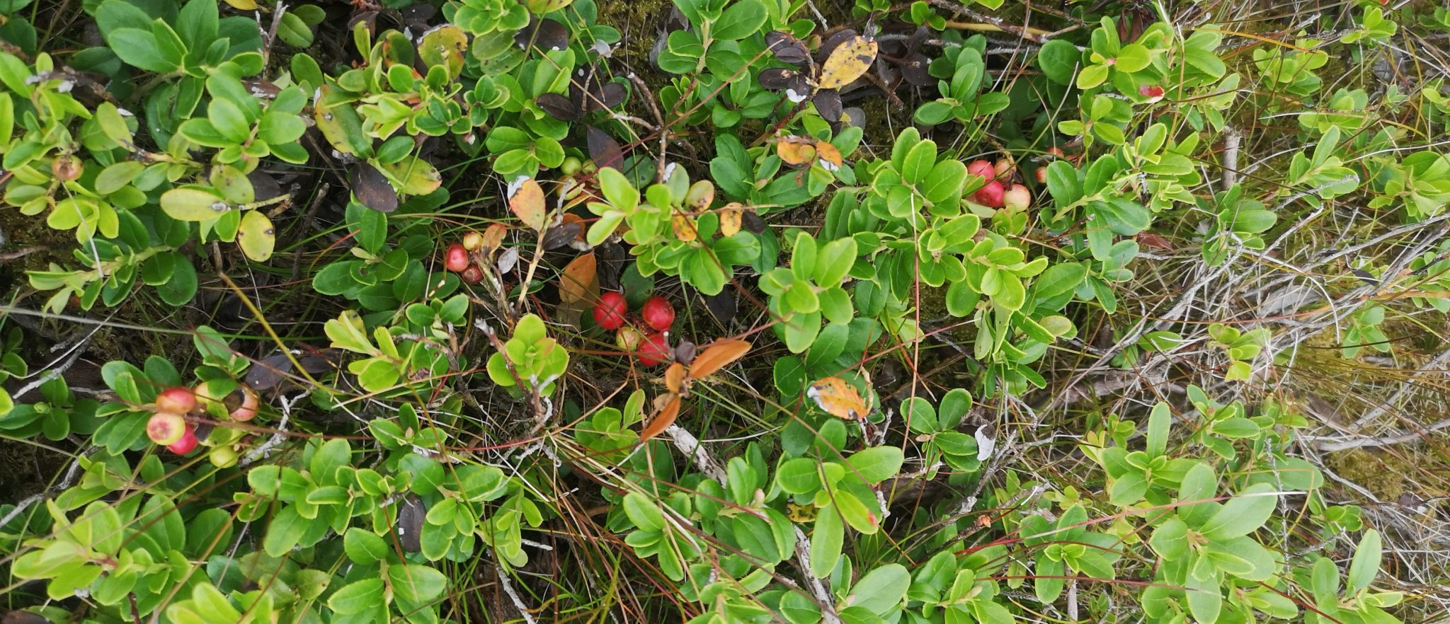 Cowberry Scaled Aspect Ratio 1160 500